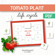 Load image into Gallery viewer, Tomato Life Cycle
