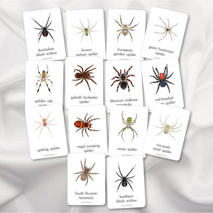 Spider Flash Cards