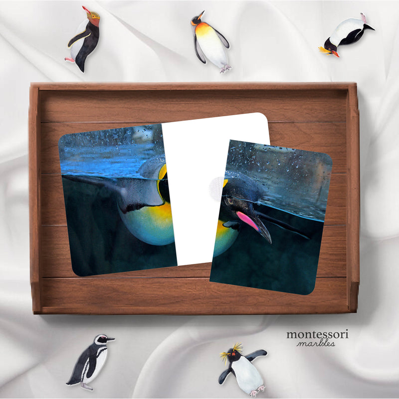 Penguins Complete the Pictures