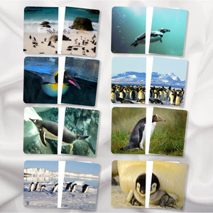 Penguins Complete the Pictures