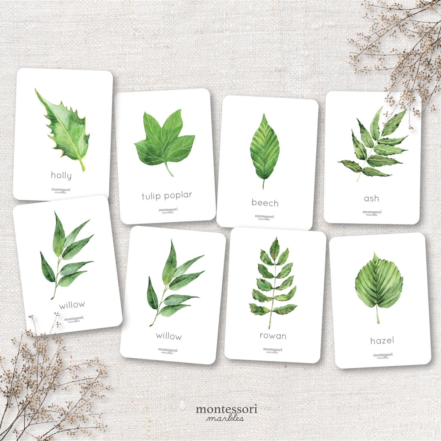 Leaves Flash Cards