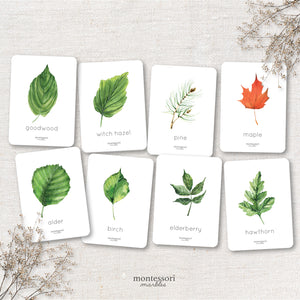 Leaves Flash Cards