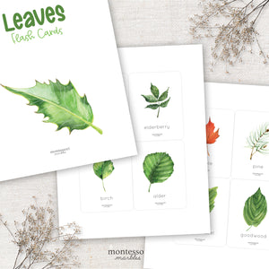 Leaves Flash Cards
