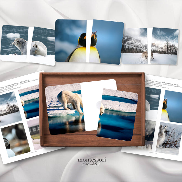 Polar Animals Complete the Pictures