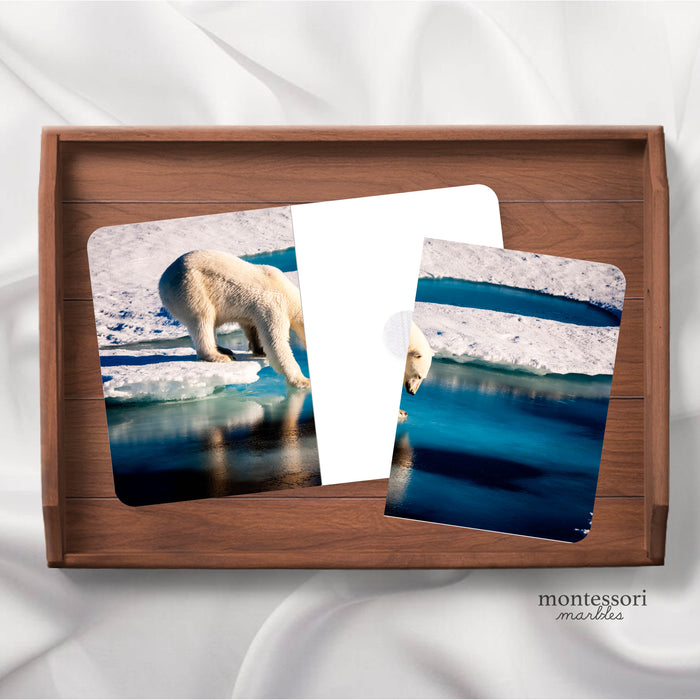 Polar Animals Complete the Pictures