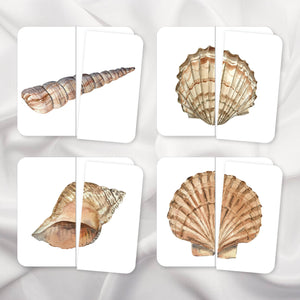 Seashells Symmetry Puzzles
